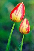 TULIPA, TULIP