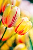 TULIPA, TULIP