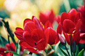 TULIPA, TULIP