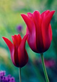 TULIPA, TULIP