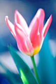 TULIPA, TULIP