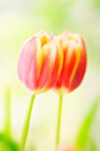 TULIPA, TULIP