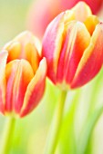 TULIPA, TULIP