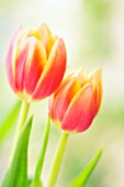 TULIPA, TULIP