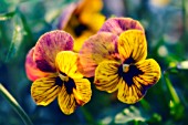 VIOLA WITTROCKIANA, PANSY