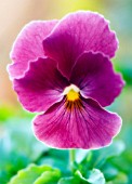 VIOLA WITTROCKIANA, PANSY