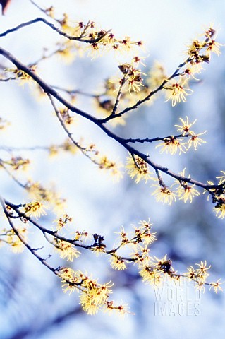 HAMAMELIS_INTERMEDIA_WITCH_HAZEL