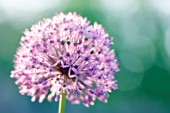 ALLIUM GIGANTEUM, ALLIUM