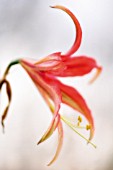 HIPPEASTRUM LA PAZ, AMARYLLIS