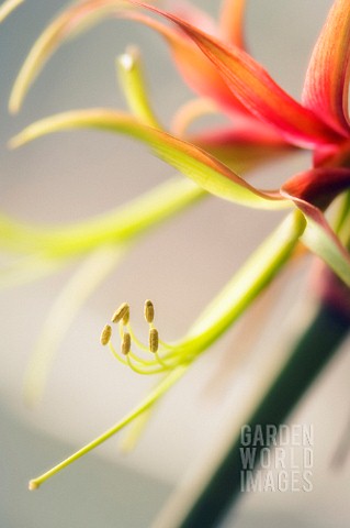 HIPPEASTRUM_LA_PAZ_AMARYLLIS