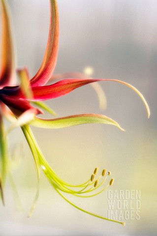 HIPPEASTRUM_LA_PAZ_AMARYLLIS