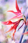 HIPPEASTRUM, AMARYLLIS