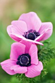 ANEMONE CORONARIA, ANEMONE