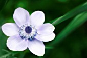 ANEMONE CORONARIA, ANEMONE