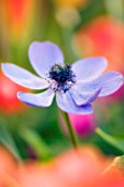 ANEMONE CORONARIA, ANEMONE