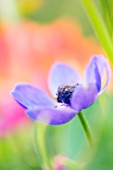 ANEMONE CORONARIA, ANEMONE