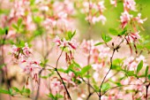 RHODODENDRON, AZALEA