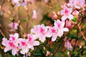 RHODODENDRON, AZALEA