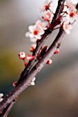 PRUNUS CERASIFERA, CHERRY PLUM