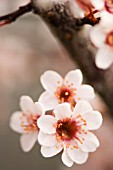 PRUNUS CERASIFERA, CHERRY PLUM