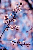 PRUNUS CERASIFERA, CHERRY PLUM