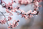 PRUNUS CERASIFERA, CHERRY PLUM