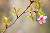 PRUNUS DULCIS, ALMOND