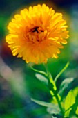 CALENDULA OFFICINALIS, MARIGOLD