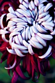 CHRYSANTHEMUM, CHRYSANTHEMUM