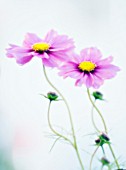 COSMOS BIPINNATUS, COSMOS