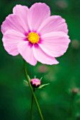 COSMOS BIPINNATUS, COSMOS