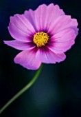 COSMOS BIPINNATUS, COSMOS