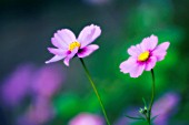 COSMOS BIPINNATUS, COSMOS