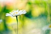 LEUCANTHEMUM X SUPERBUM PHYLLIS SMITH, DAISY - OX-EYE DAISY