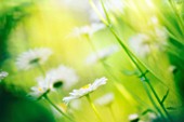 LEUCANTHEMUM X SUPERBUM PHYLLIS SMITH, DAISY - OX-EYE DAISY