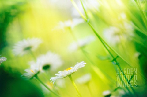 LEUCANTHEMUM_X_SUPERBUM_PHYLLIS_SMITH_DAISY__OXEYE_DAISY