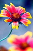 GAILLARDIA PULCHELLA, BLANKET FLOWER