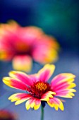 GAILLARDIA PULCHELLA, BLANKET FLOWER