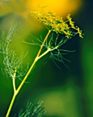 ANETHUM GRAVEOLENS, DILL