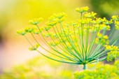 ANETHUM GRAVEOLENS, DILL