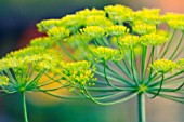 ANETHUM GRAVEOLENS, DILL