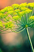 ANETHUM GRAVEOLENS, DILL