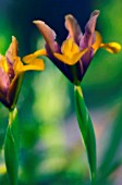 IRIS DANFORDIAE, IRIS - DWARF IRIS