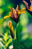 IRIS DANFORDIAE, IRIS - DWARF IRIS