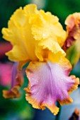 IRIS GERMANICA, IRIS - BEARDED IRIS