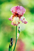 IRIS GERMANICA, IRIS - BEARDED IRIS