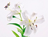 LILIUM, LILY - ORIENTAL LILY