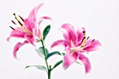 LILIUM, LILY - ORIENTAL LILY