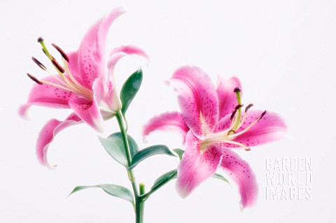 LILIUM_LILY__ORIENTAL_LILY