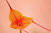 MASDEVALLIA, ORCHID - MASDEVALLIA